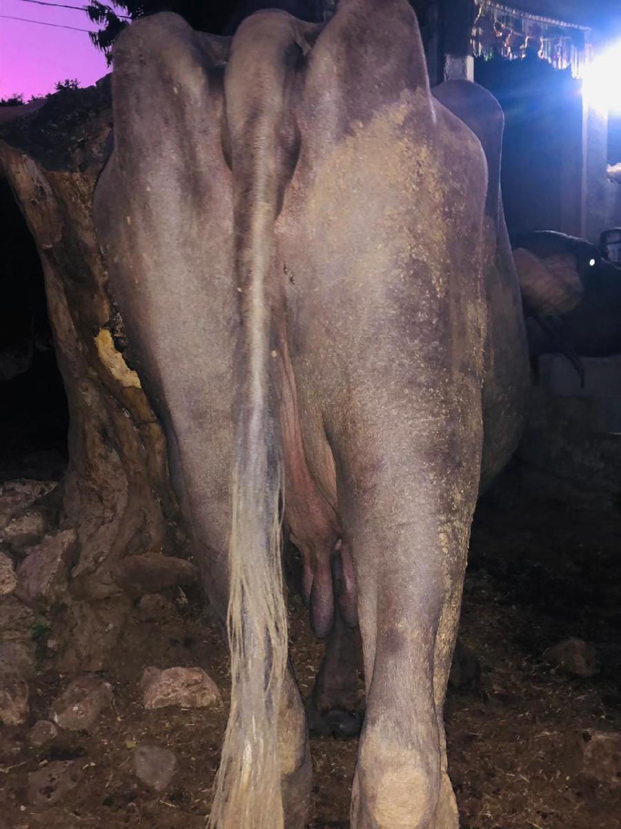 થંબનેલ 2