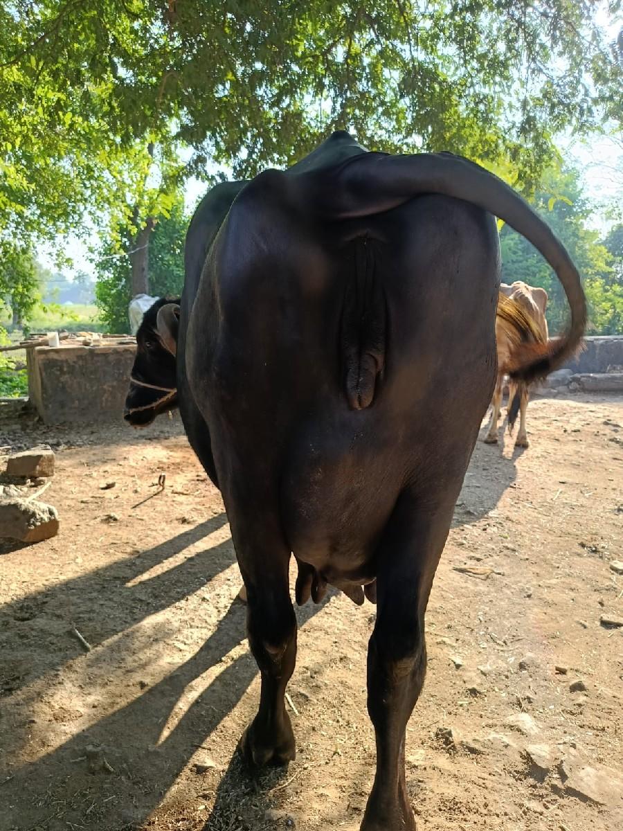 થંબનેલ 2