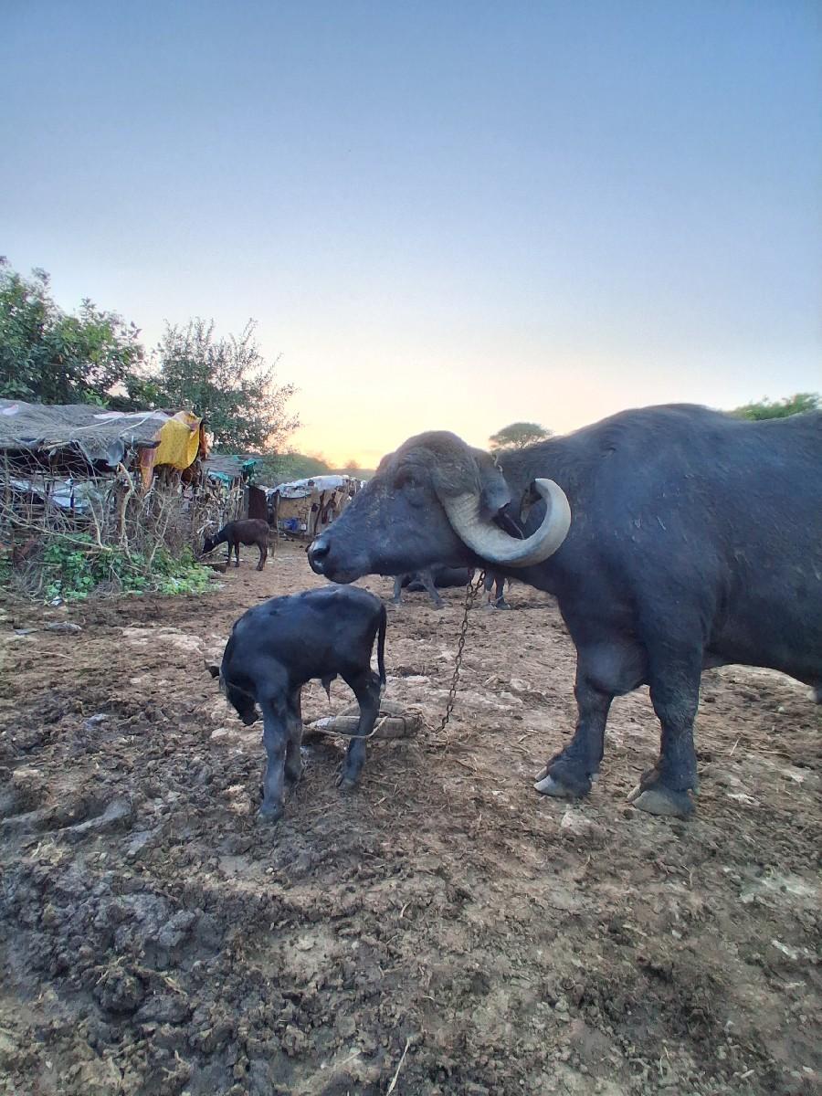 વેચવાની છે