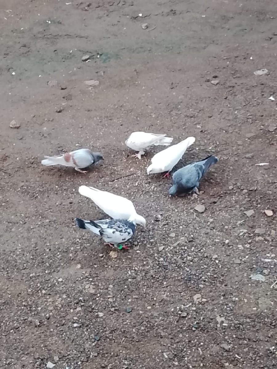 5 kabutar apan acche 700