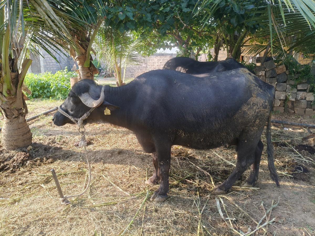 વેચવાની છે