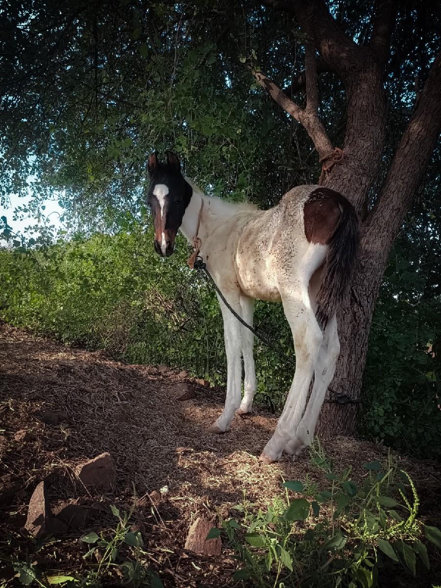 વછેરો છે સાટા કરવા ના છે