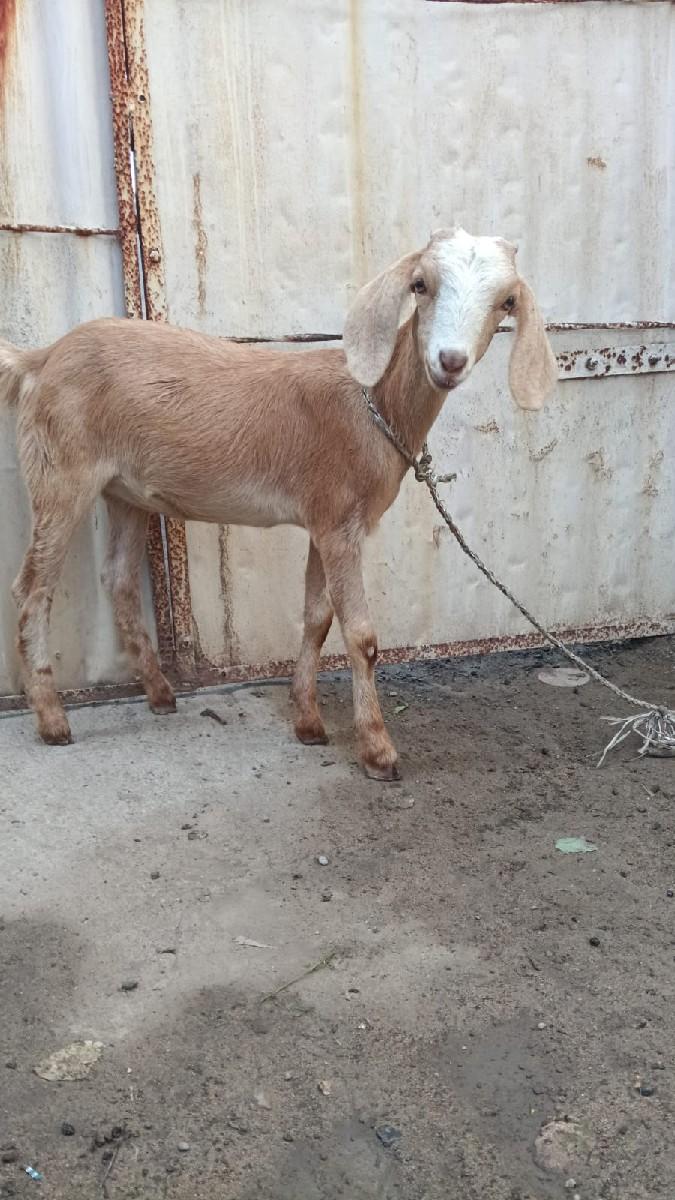 બચેલી વેચવાની છે