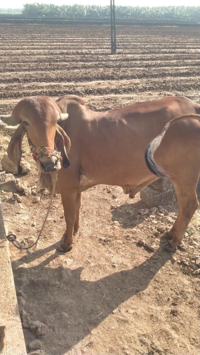 થંબનેલ 2