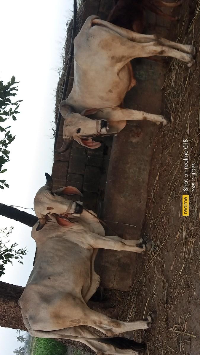 થંબનેલ 2