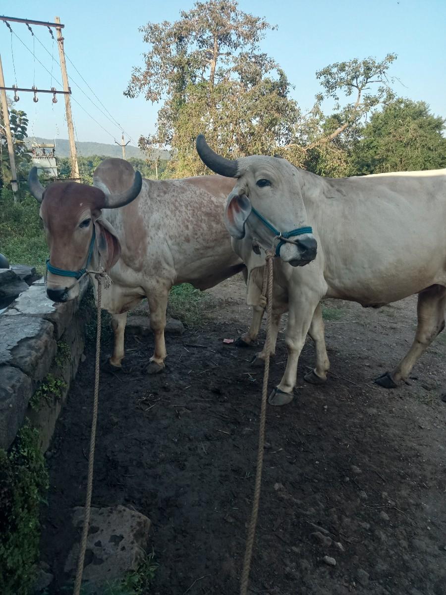 થંબનેલ 2