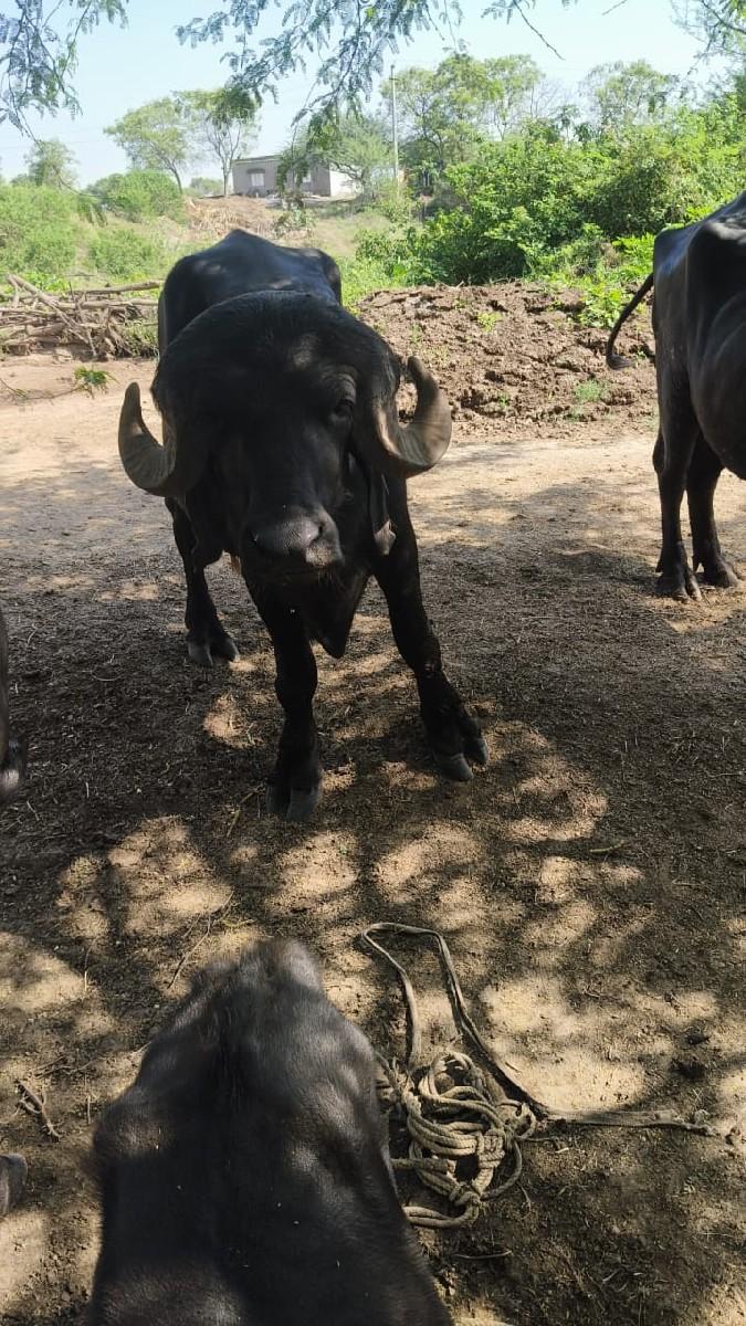 થંબનેલ 3