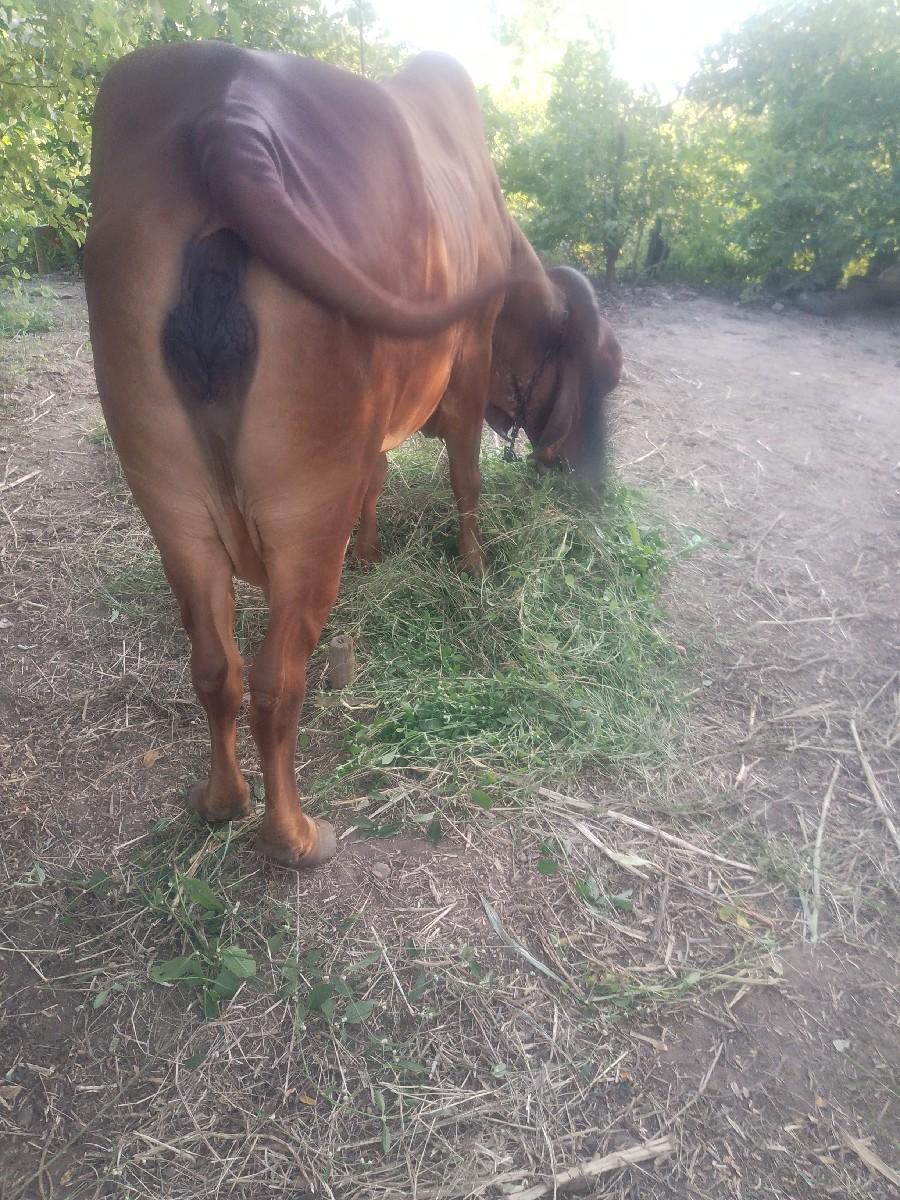 a gay vechava ni che