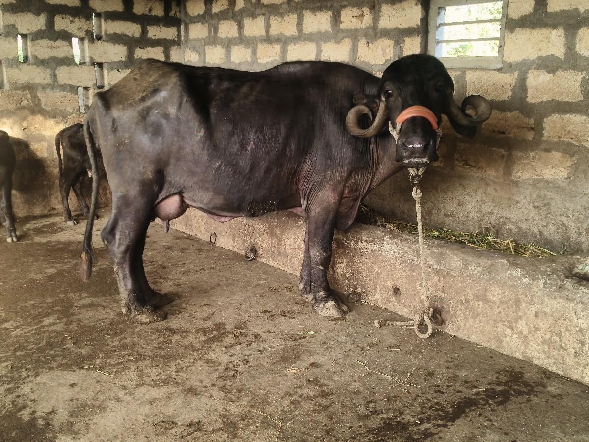 ભેંસ વેચવાની છે