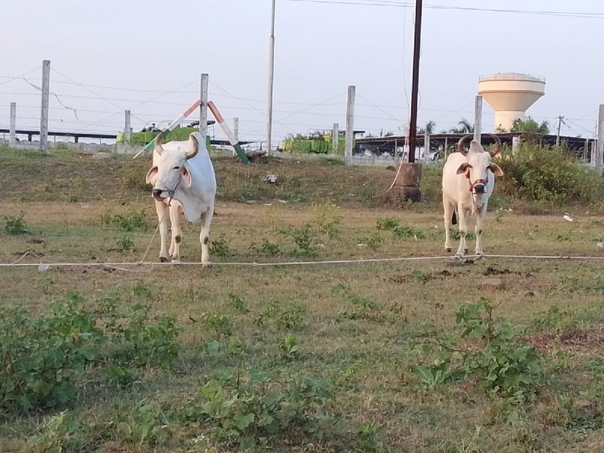 થંબનેલ 2