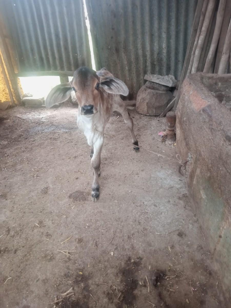ગાય વેચવાની છે
