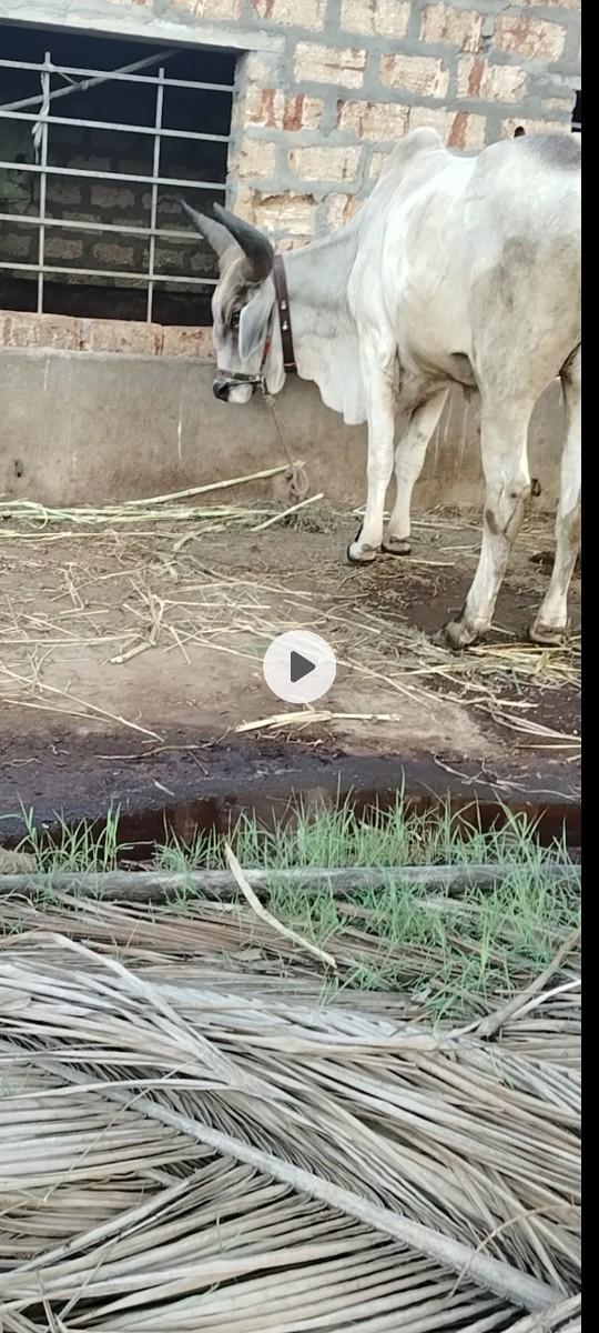 બરદ વેસવાનો છે