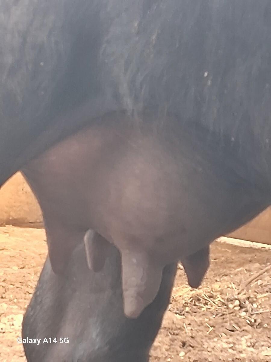 થંબનેલ 3