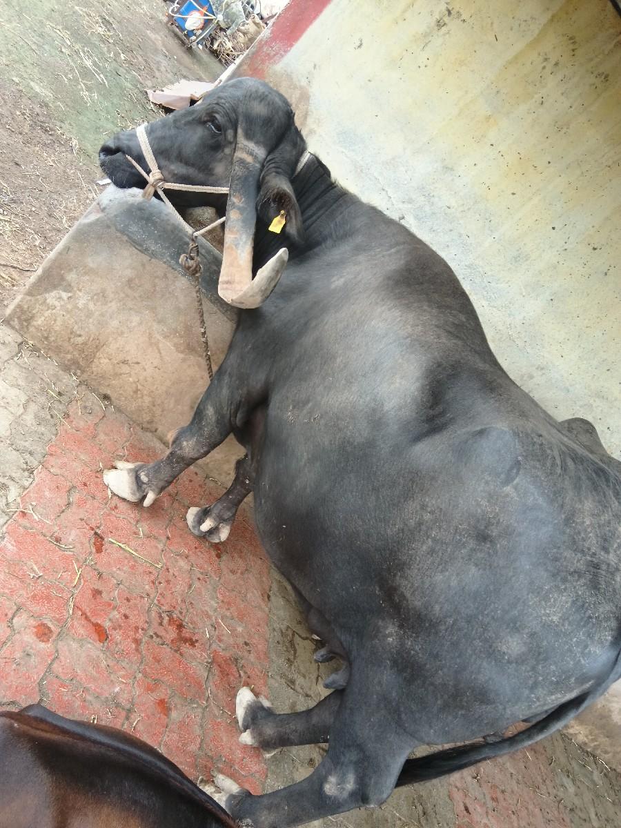 થંબનેલ 2