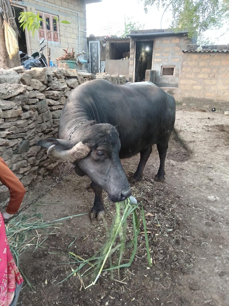 થંબનેલ 3