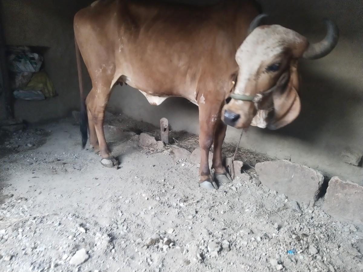 થંબનેલ 2