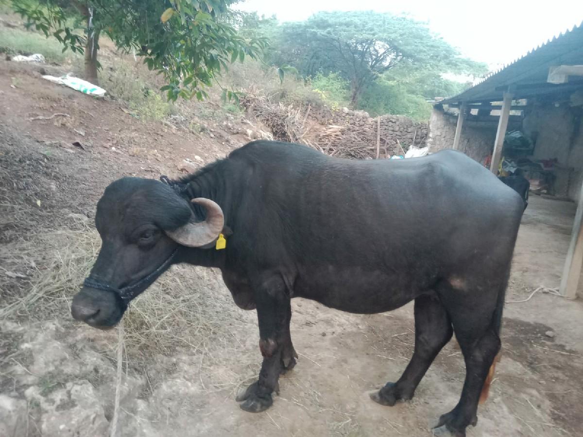 થંબનેલ 2