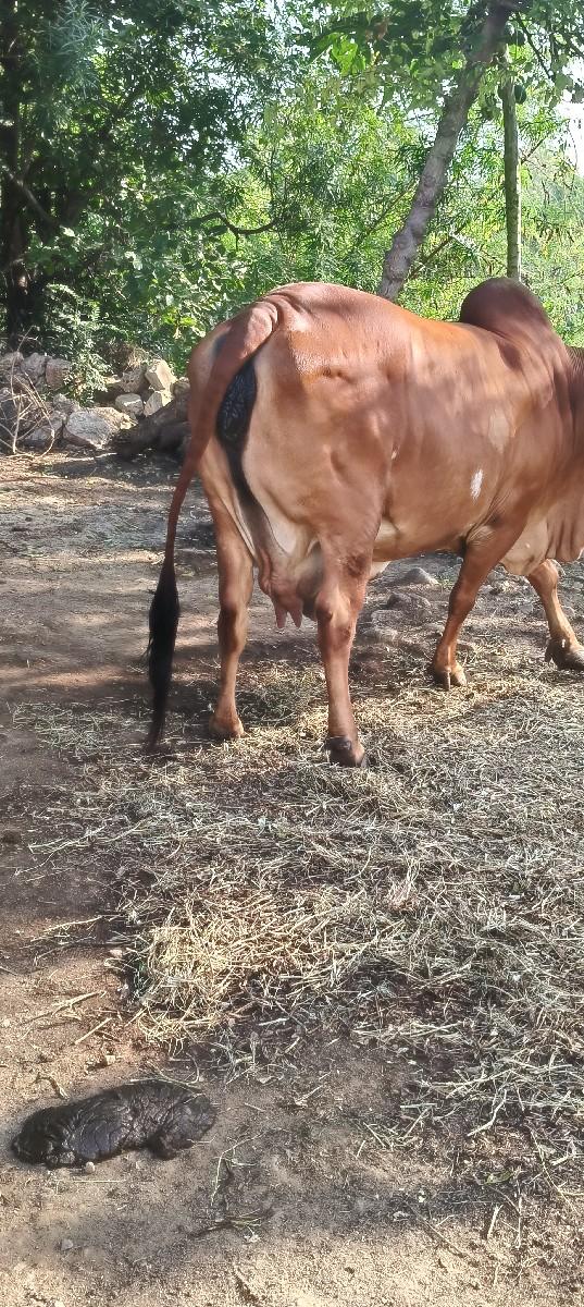 ગાય વેચવાની છે