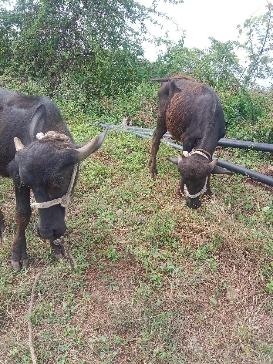 થંબનેલ 2