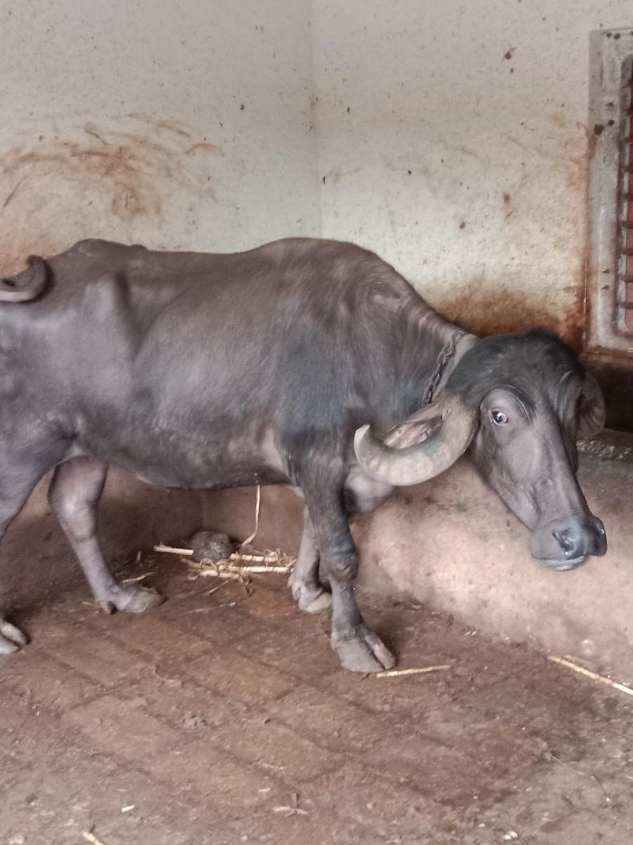 થંબનેલ 2