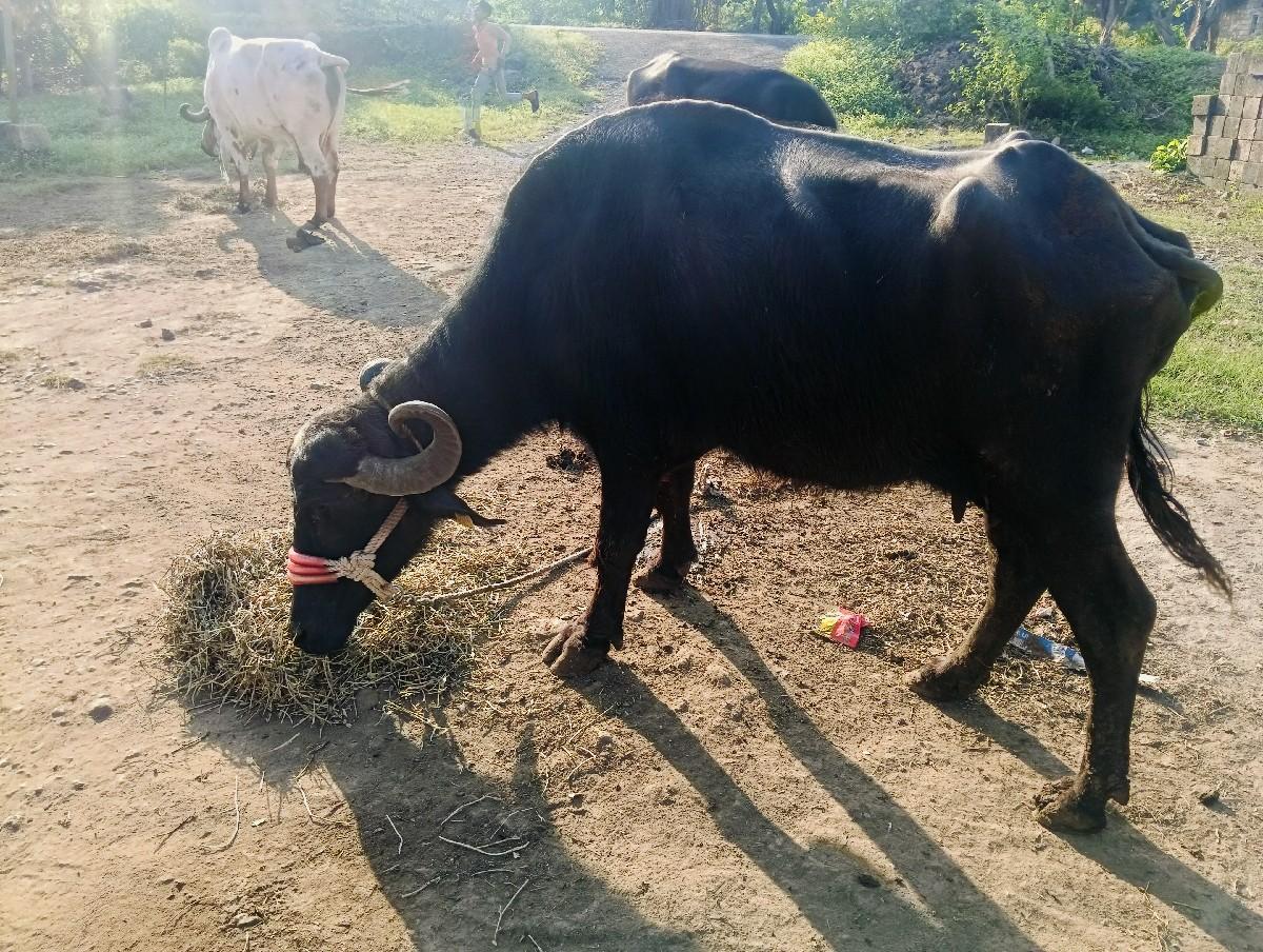 થંબનેલ 3