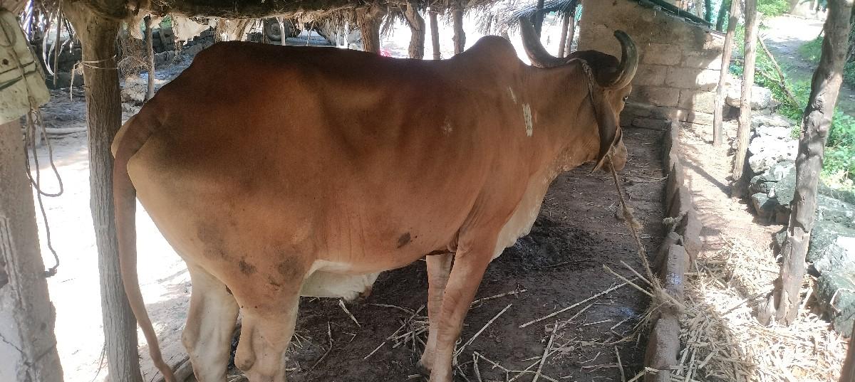બળદ વેચવાનો છે