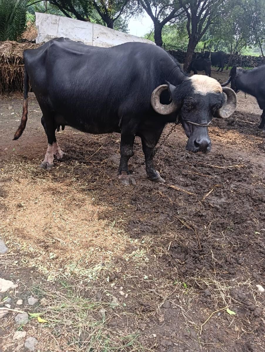 થંબનેલ 2