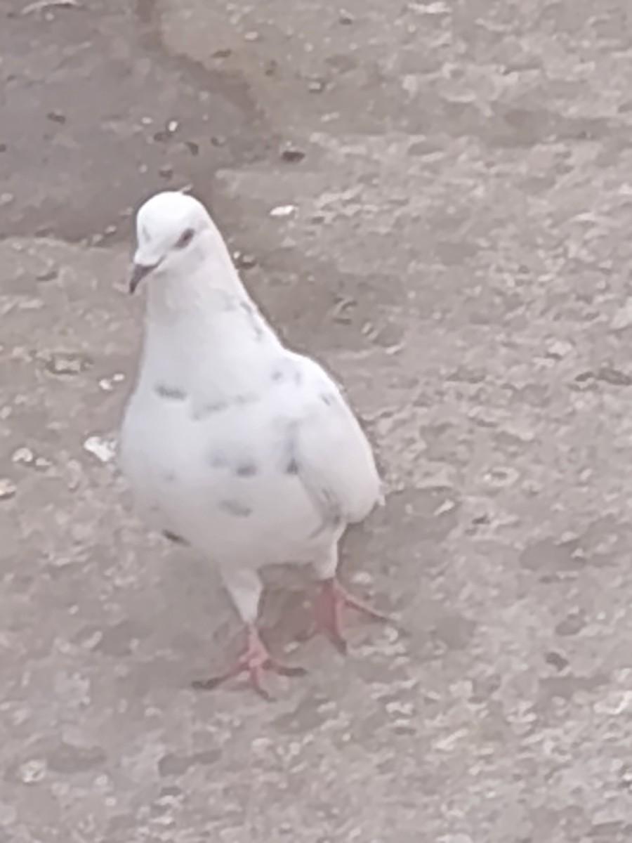 थंबनेल 3