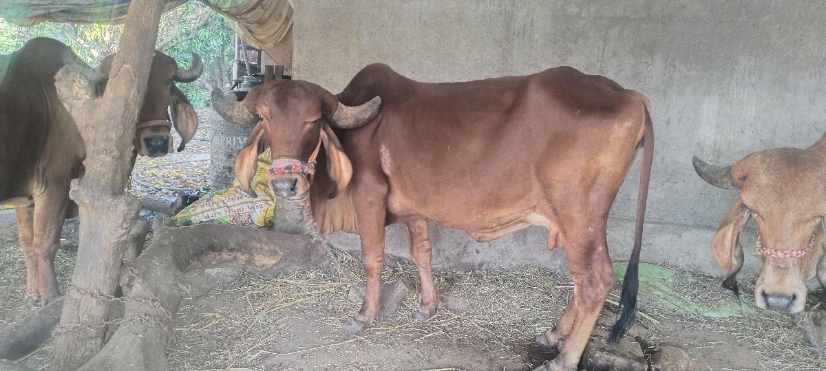 થંબનેલ 2