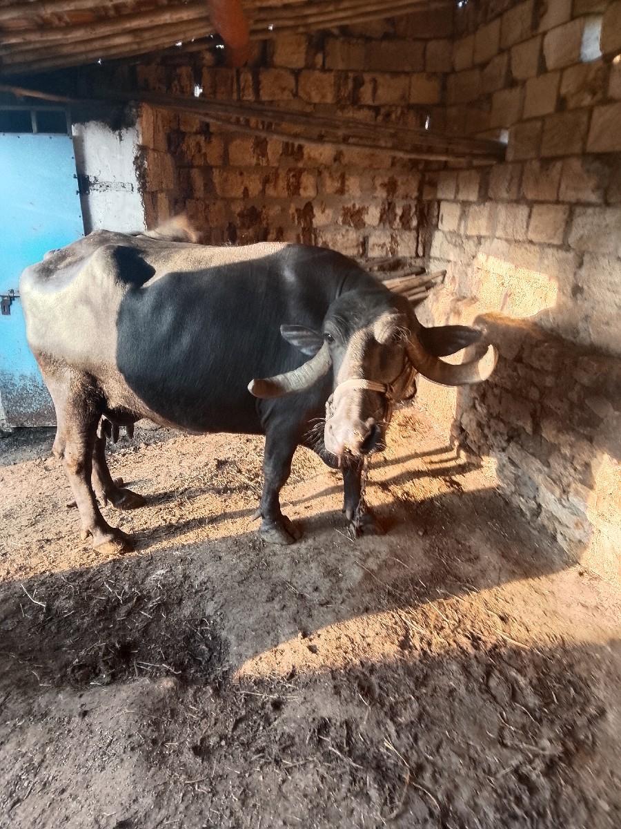 થંબનેલ 2