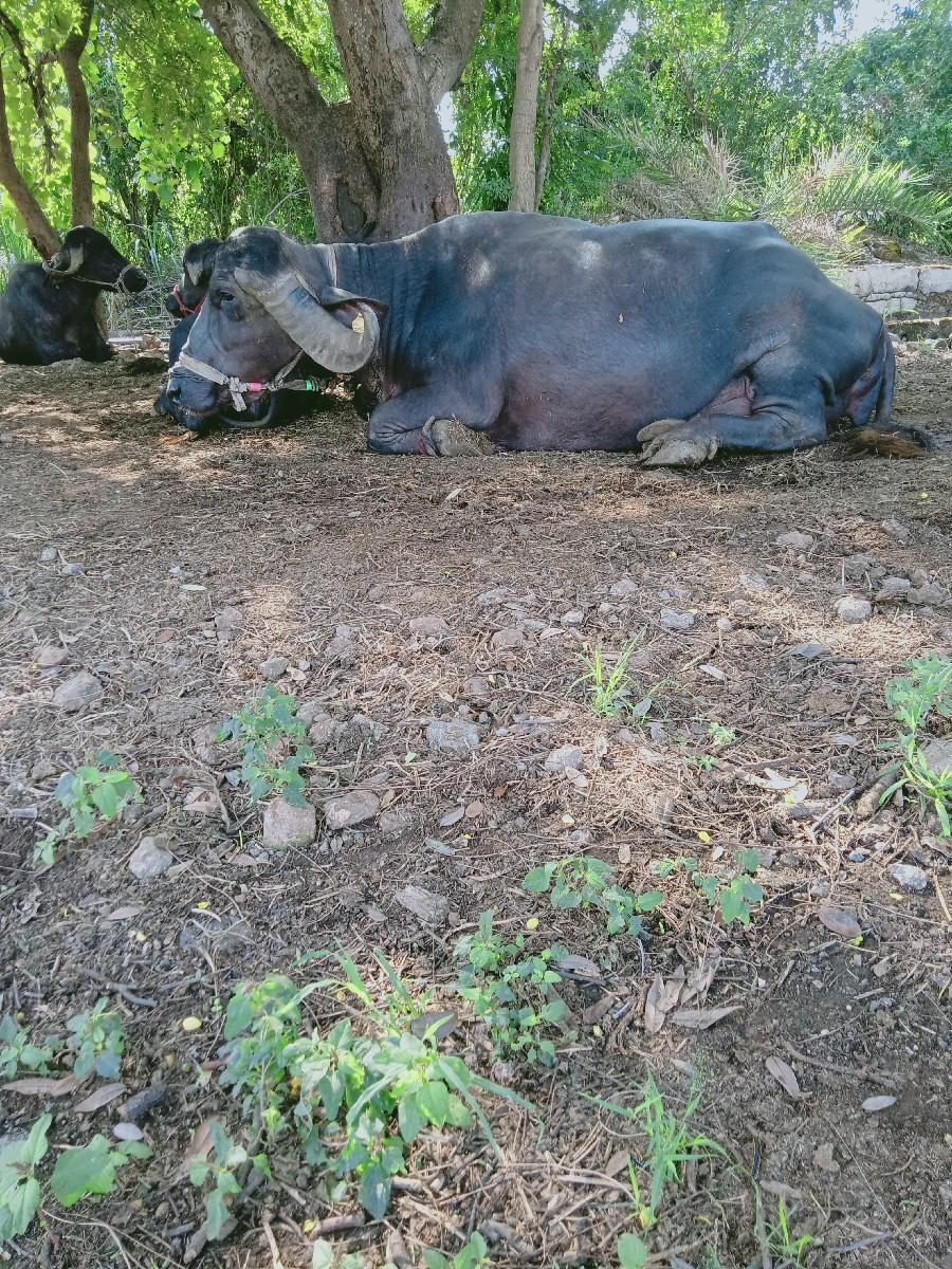 થંબનેલ 2