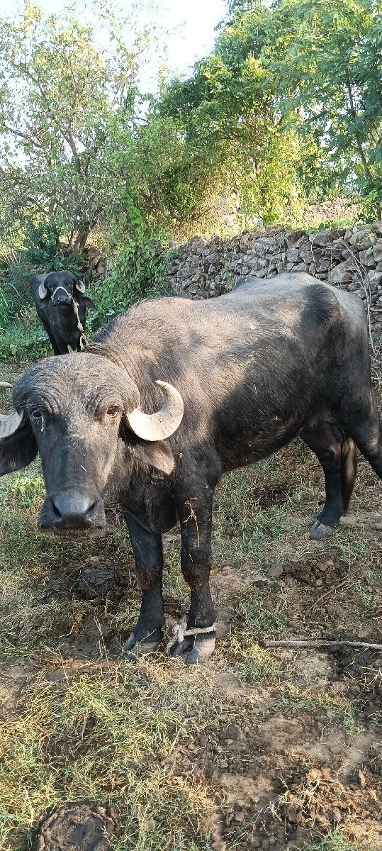 થંબનેલ 2