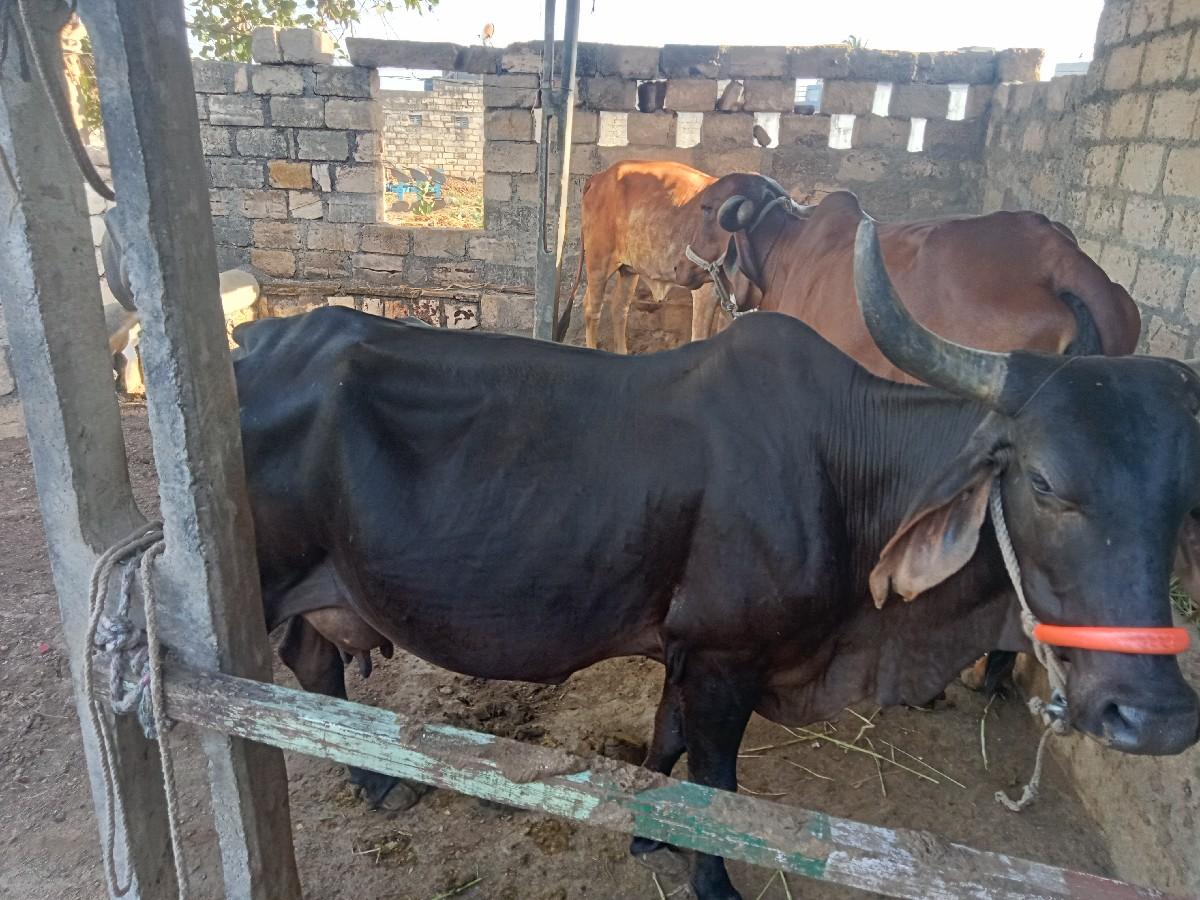 થંબનેલ 3