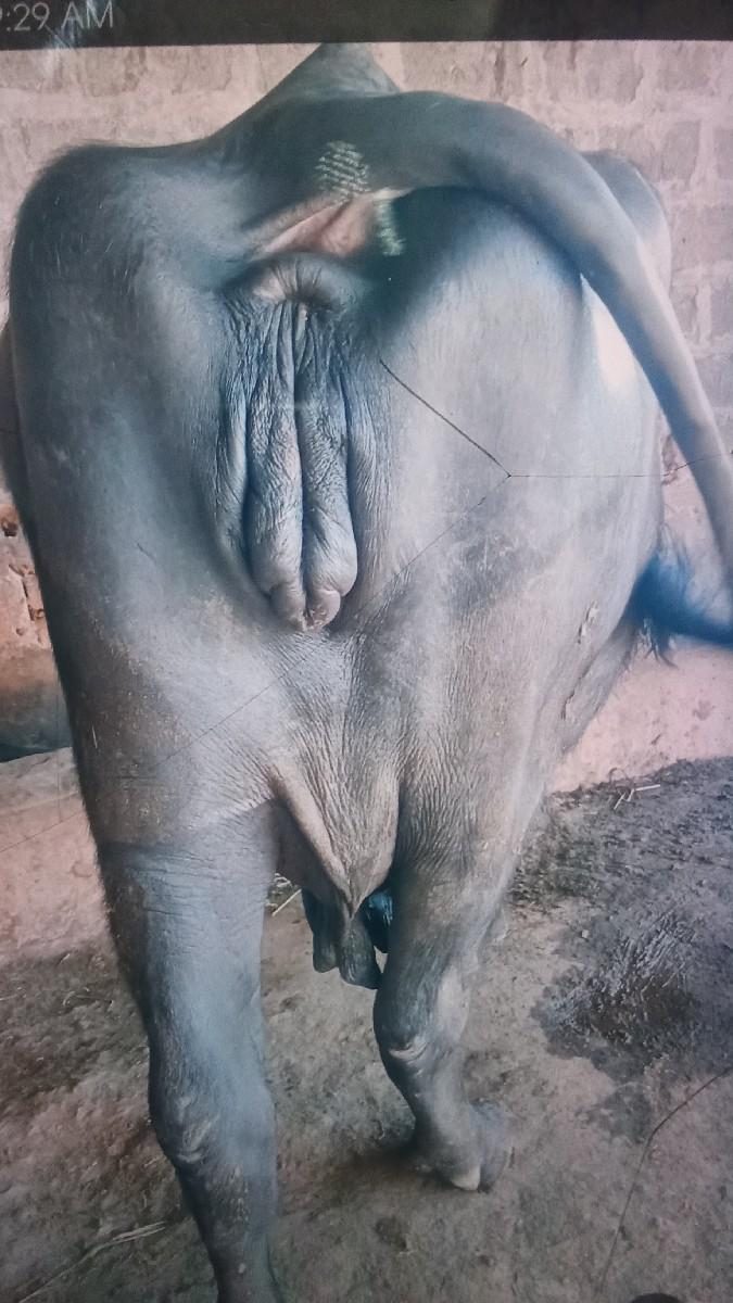 થંબનેલ 2