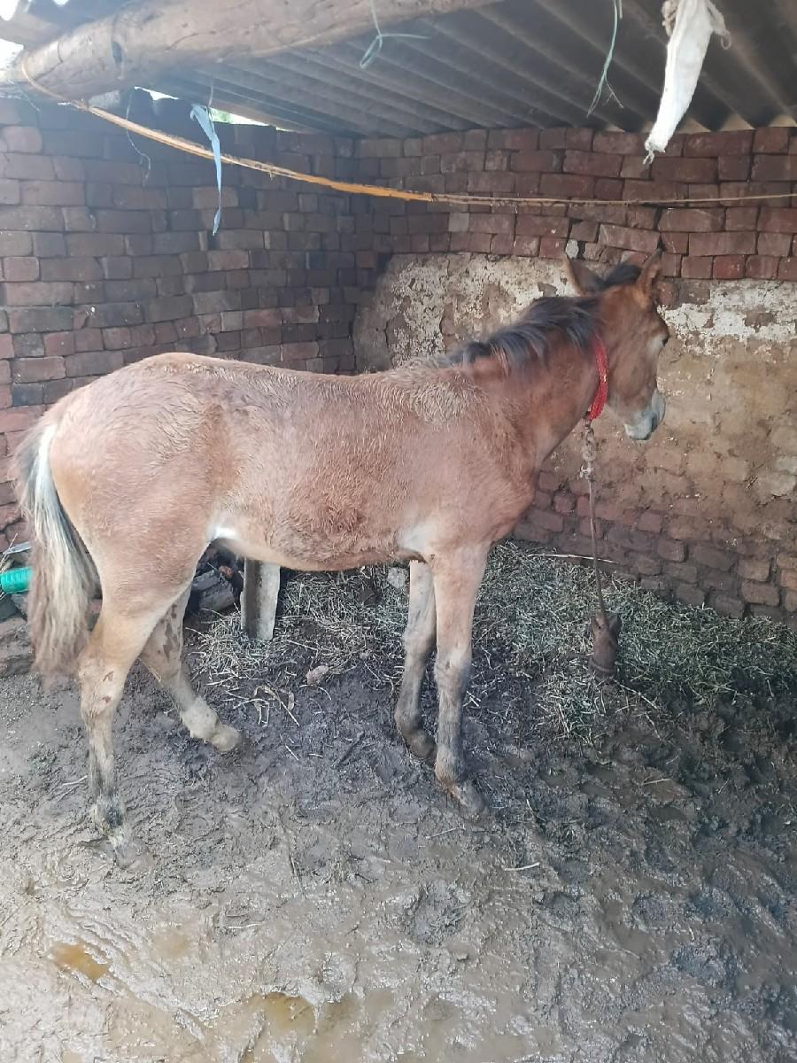 થંબનેલ 2