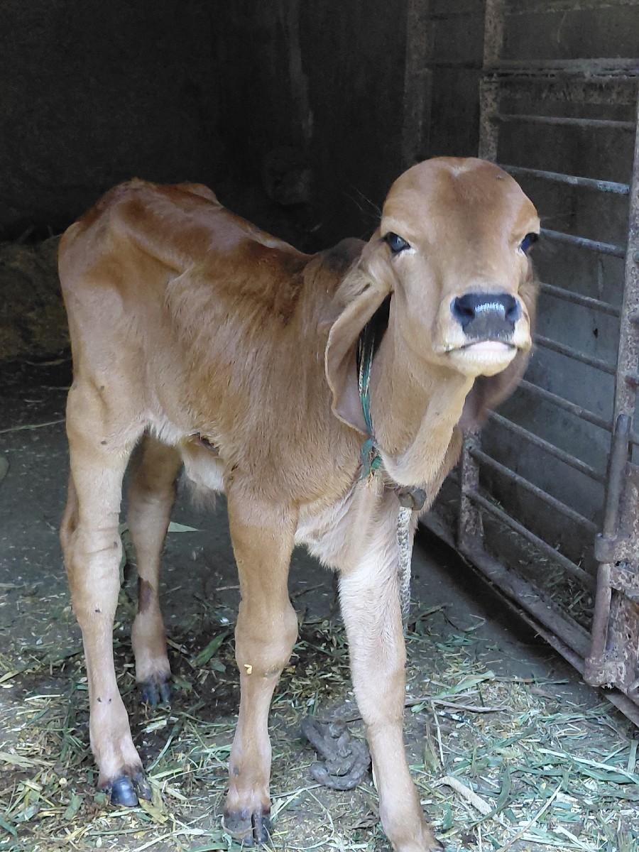 થંબનેલ 3