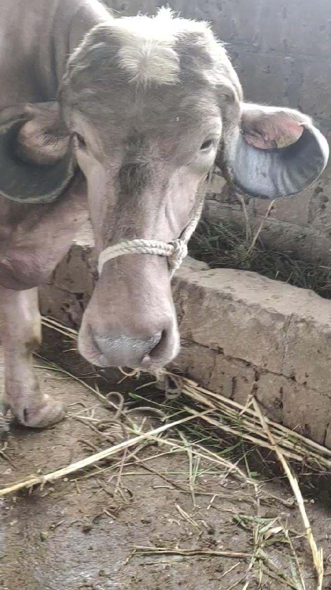 બીજું વેતર વયની સે