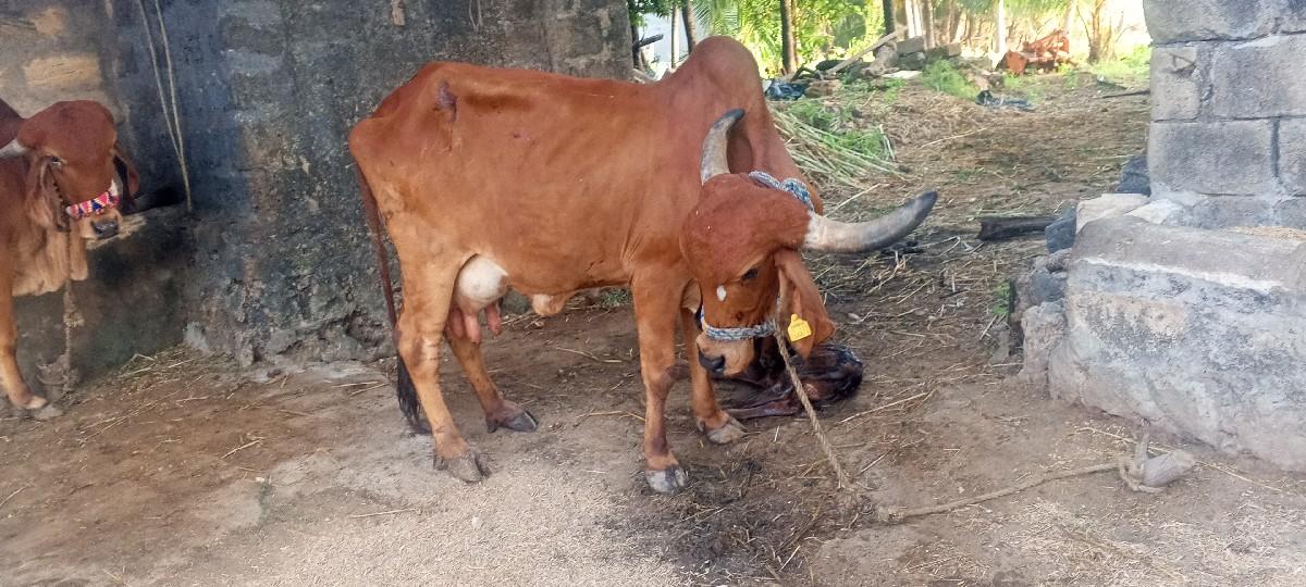 ગીર ગાય વેસવાનીસે