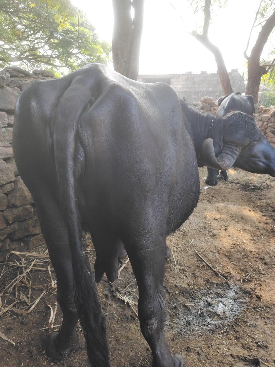 थंबनेल 2