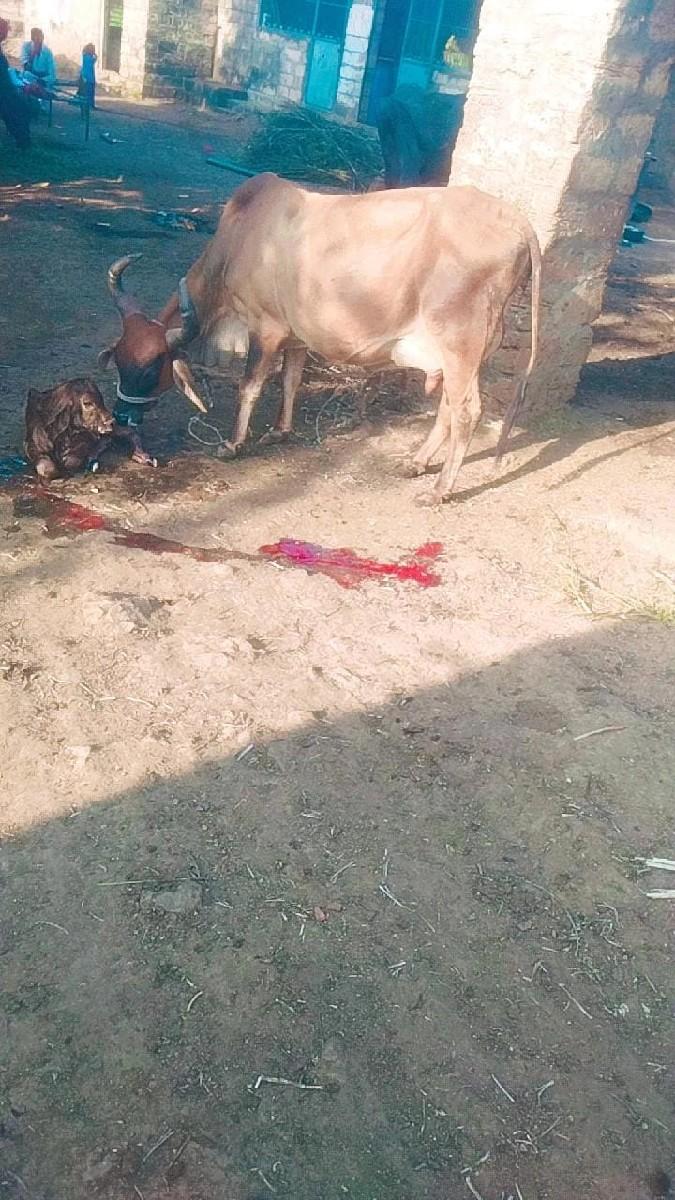 થંબનેલ 2