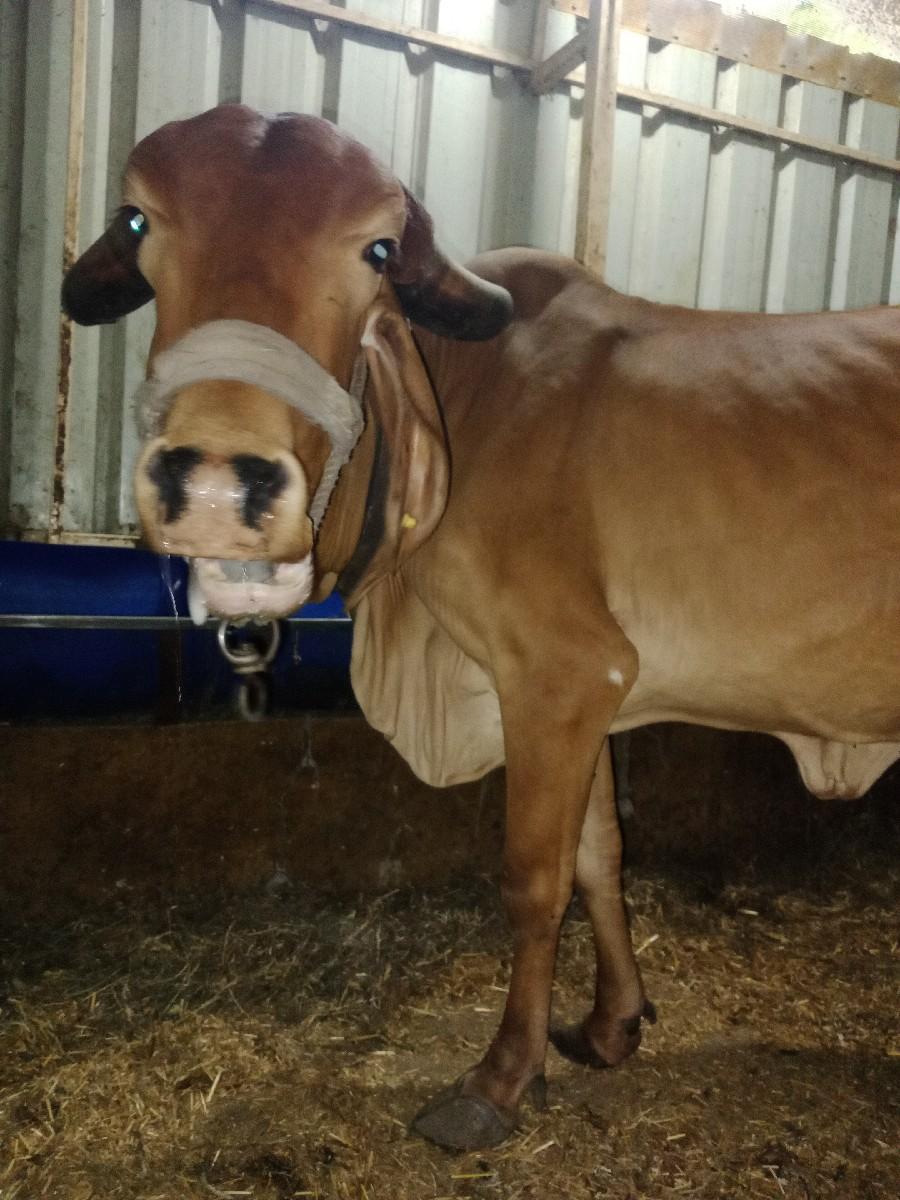 આ સુવર્ણ કપિલા ગીર ગાય વેચવાની છે