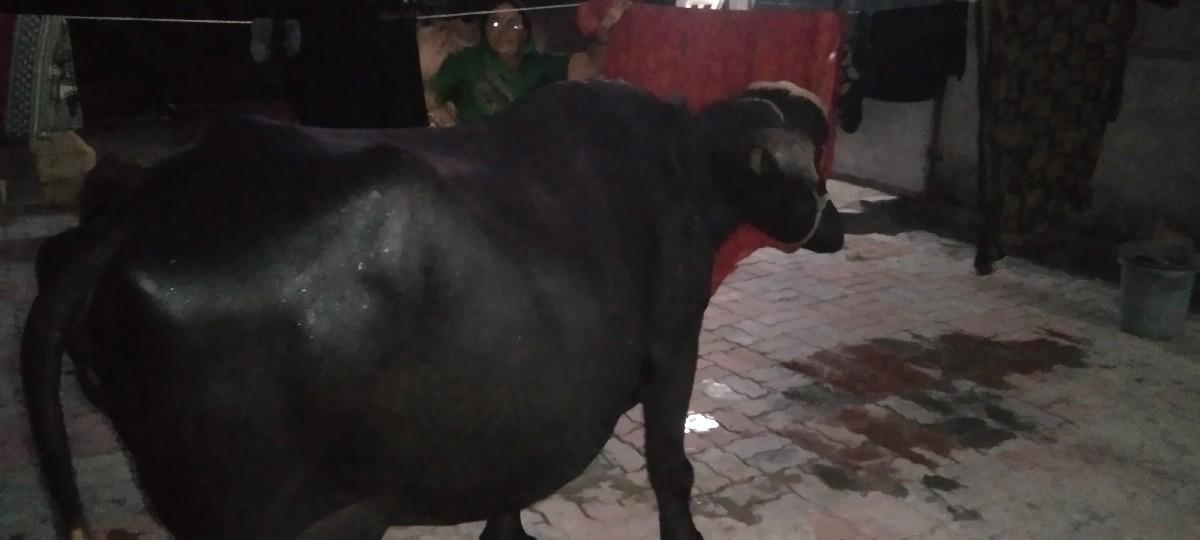 ભેંસ વેચવાની છે