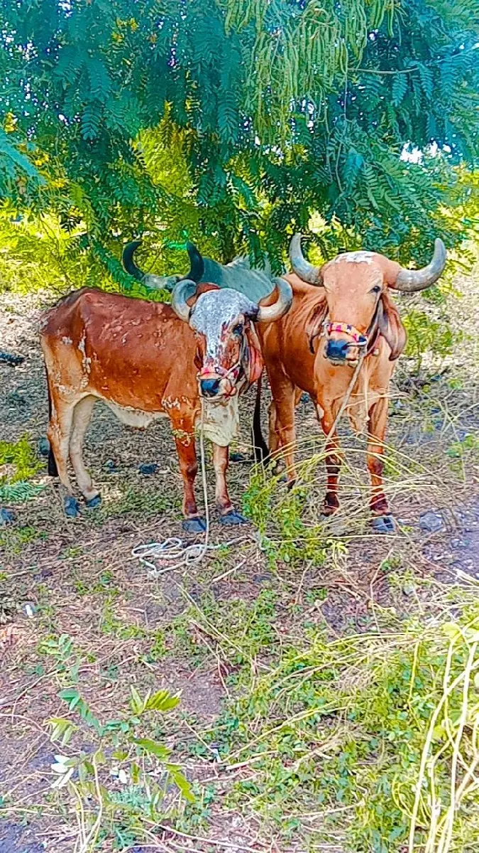 થંબનેલ 2