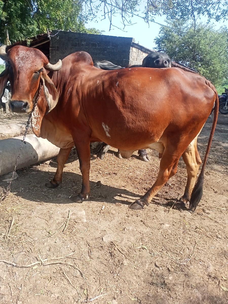 થંબનેલ 2