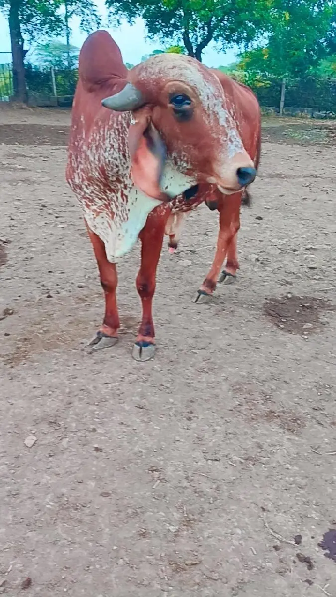 થંબનેલ 2