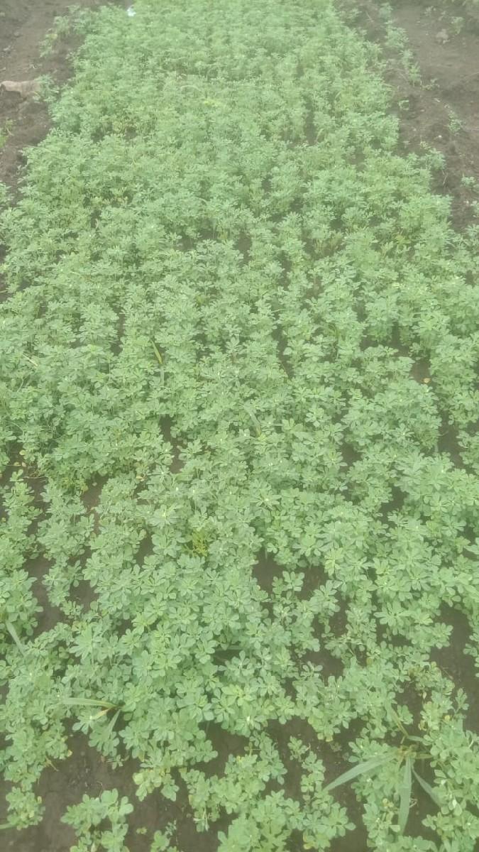 લીલી મેથી વેચવાની છે