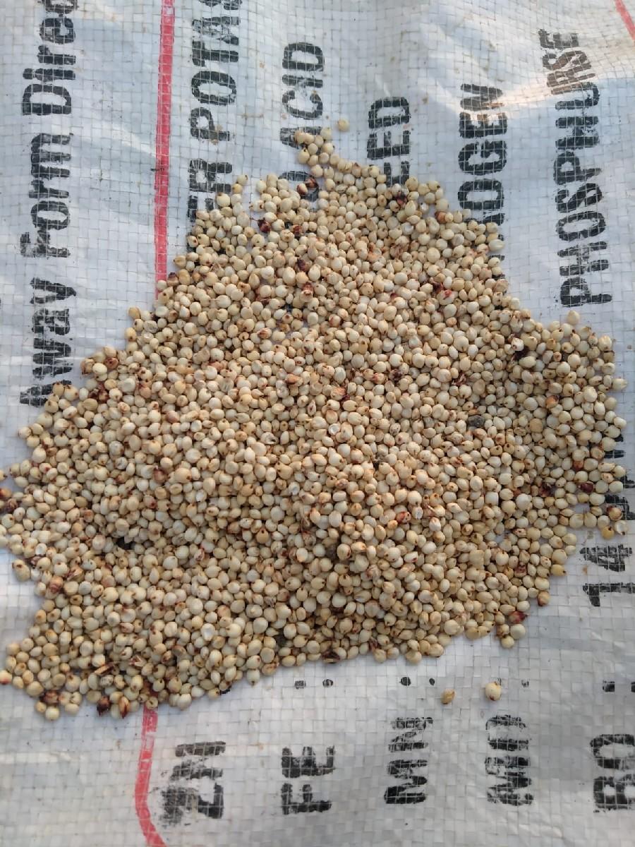 જુવાર વહેંચવાની છે..90 મણ