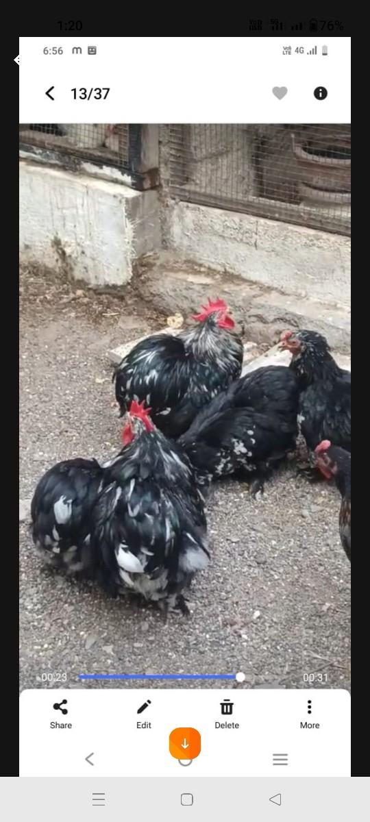 બેનટોમ ની ફીમેલ લેવાની છે