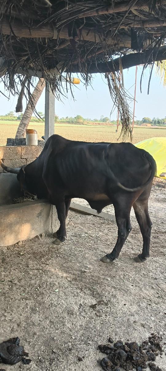 થંબનેલ 2