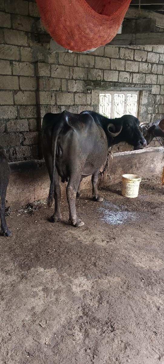 ભેંસ વેચવાની છે